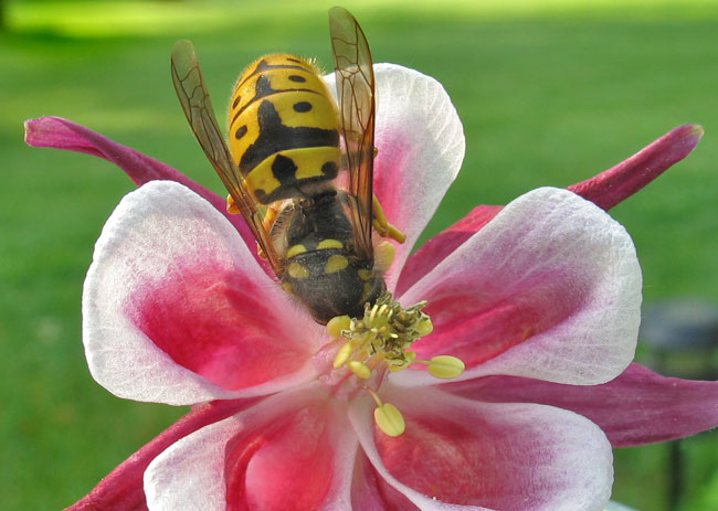 Columbine Bee