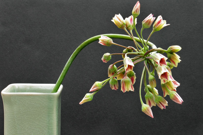 Allium Bulgaricum