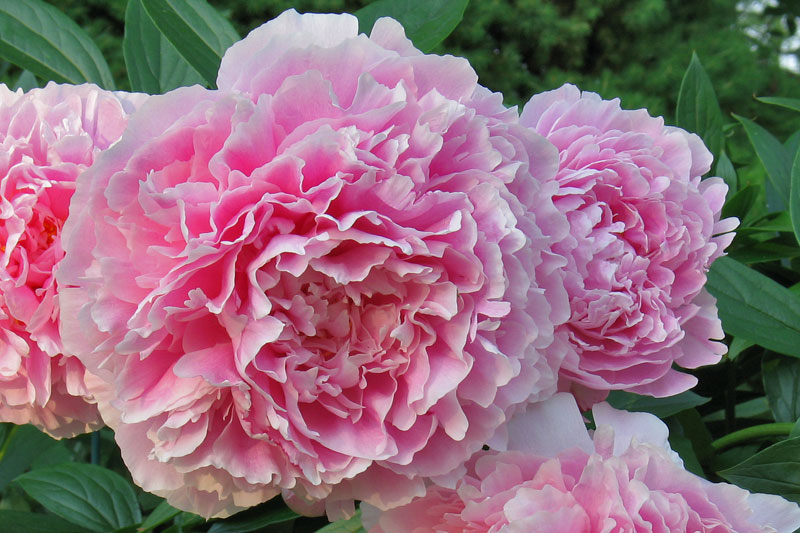 PinkPeony6502w.jpg
