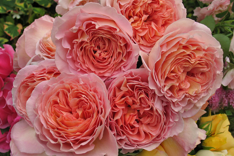 Abraham Darby