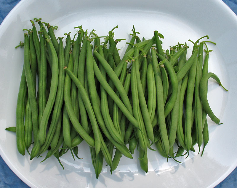 First Beans 2006