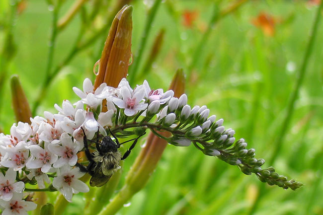 WetBee6913-w.jpg
