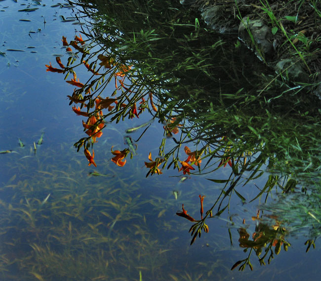 Reflection6886-w.jpg