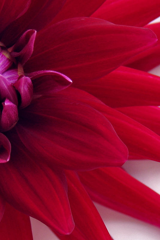 Velvet Petals