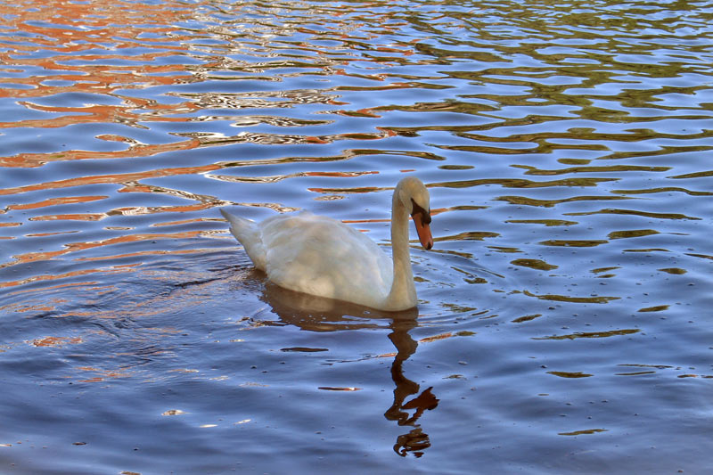Stratford Swan