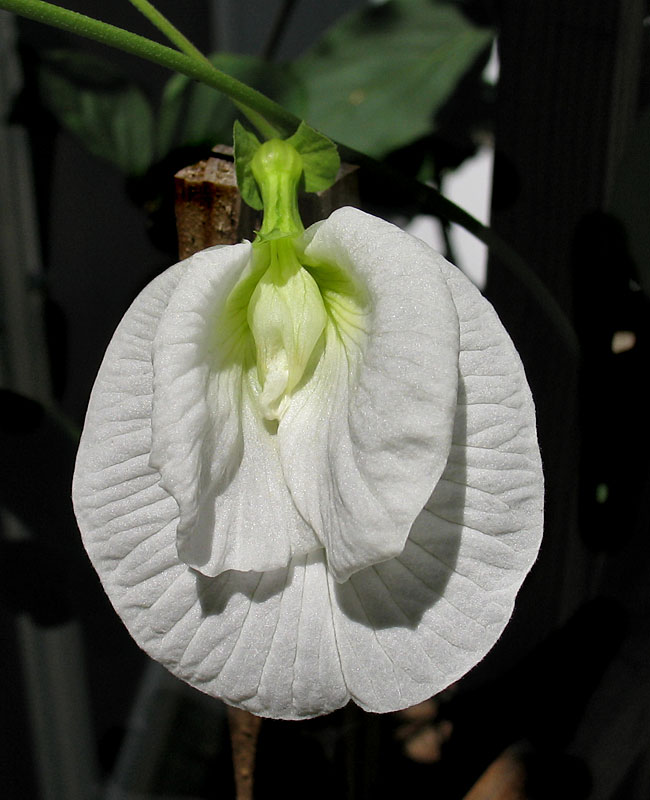 Clitoria