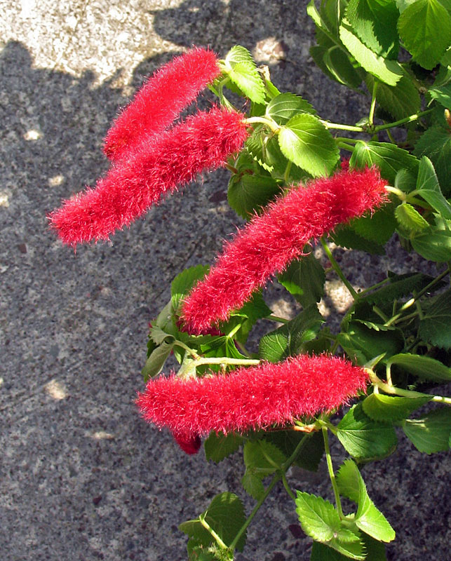 Chenille