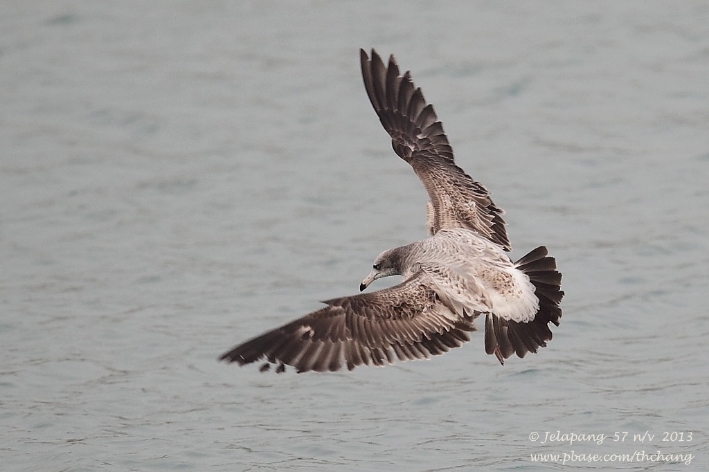 Herring Gull (Larus argentatus)