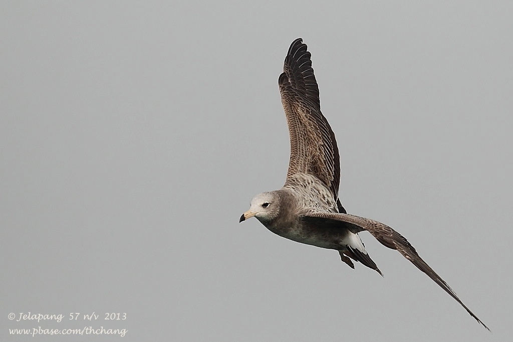 Herring Gull (Larus argentatus)