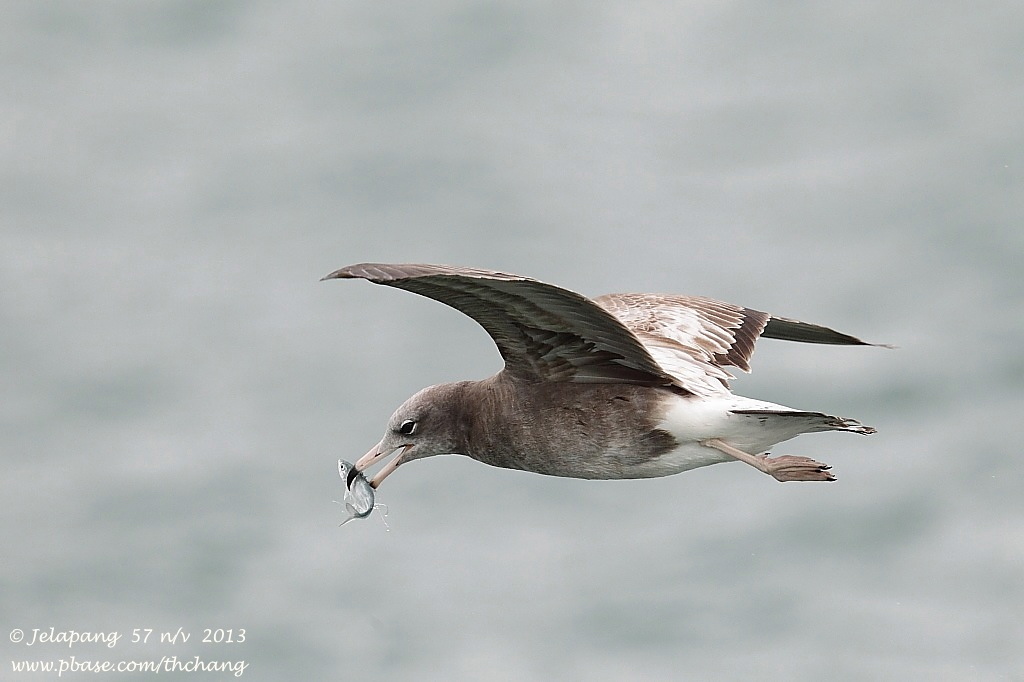 Herring Gull (Larus argentatus)