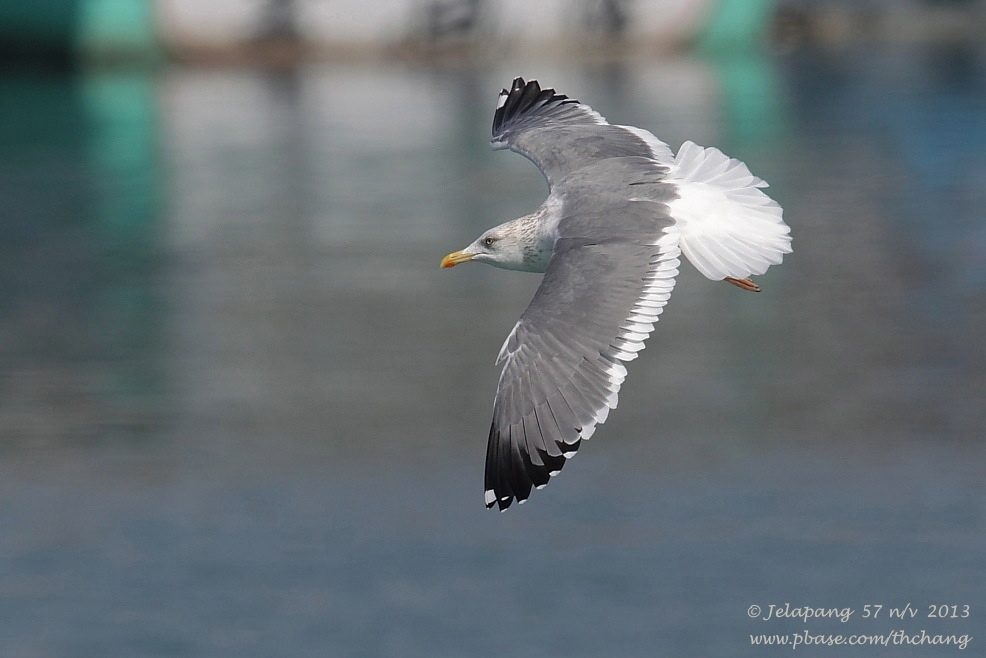Black-tailed Gull (Larus crassirostris)