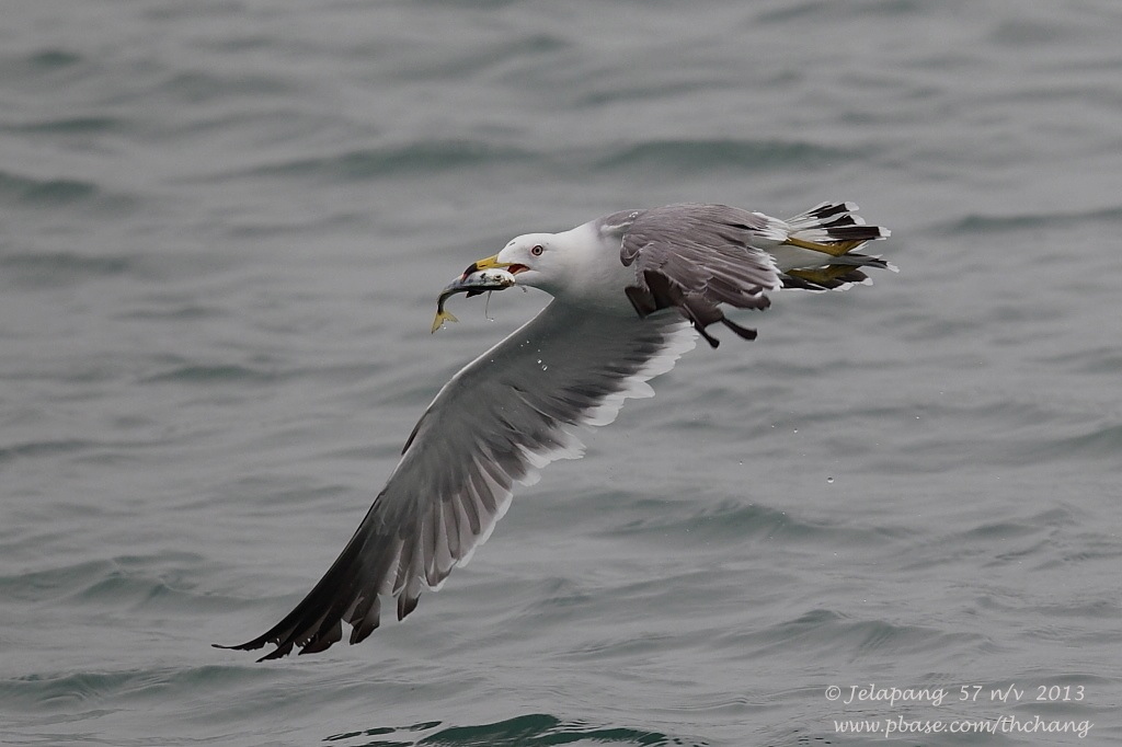 Black-tailed Gull (Larus crassirostris)