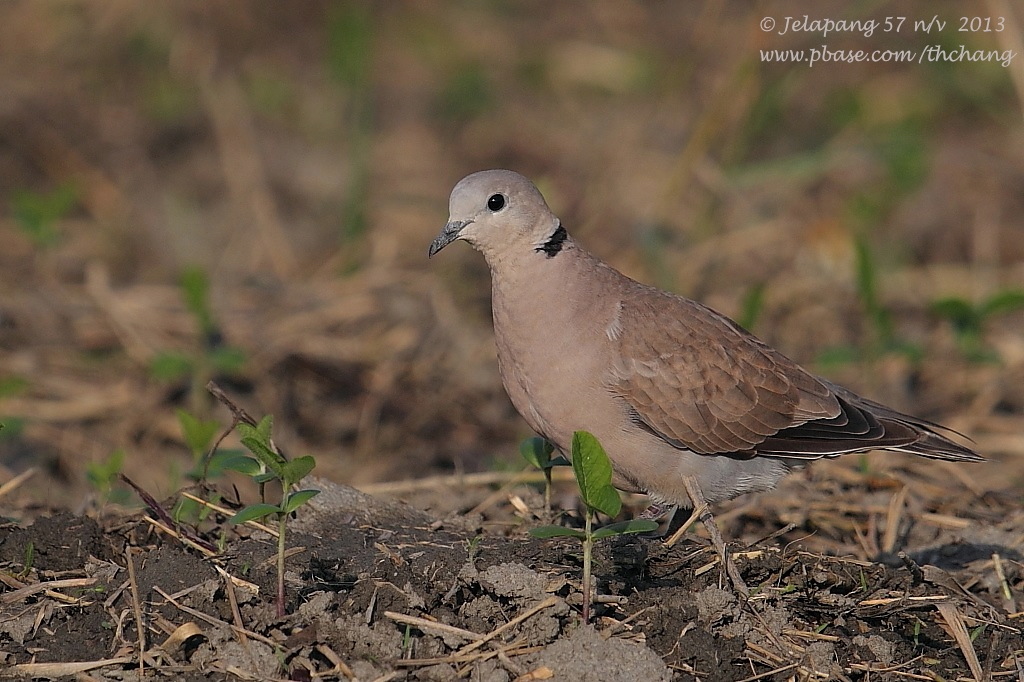 Red Turtle Dove