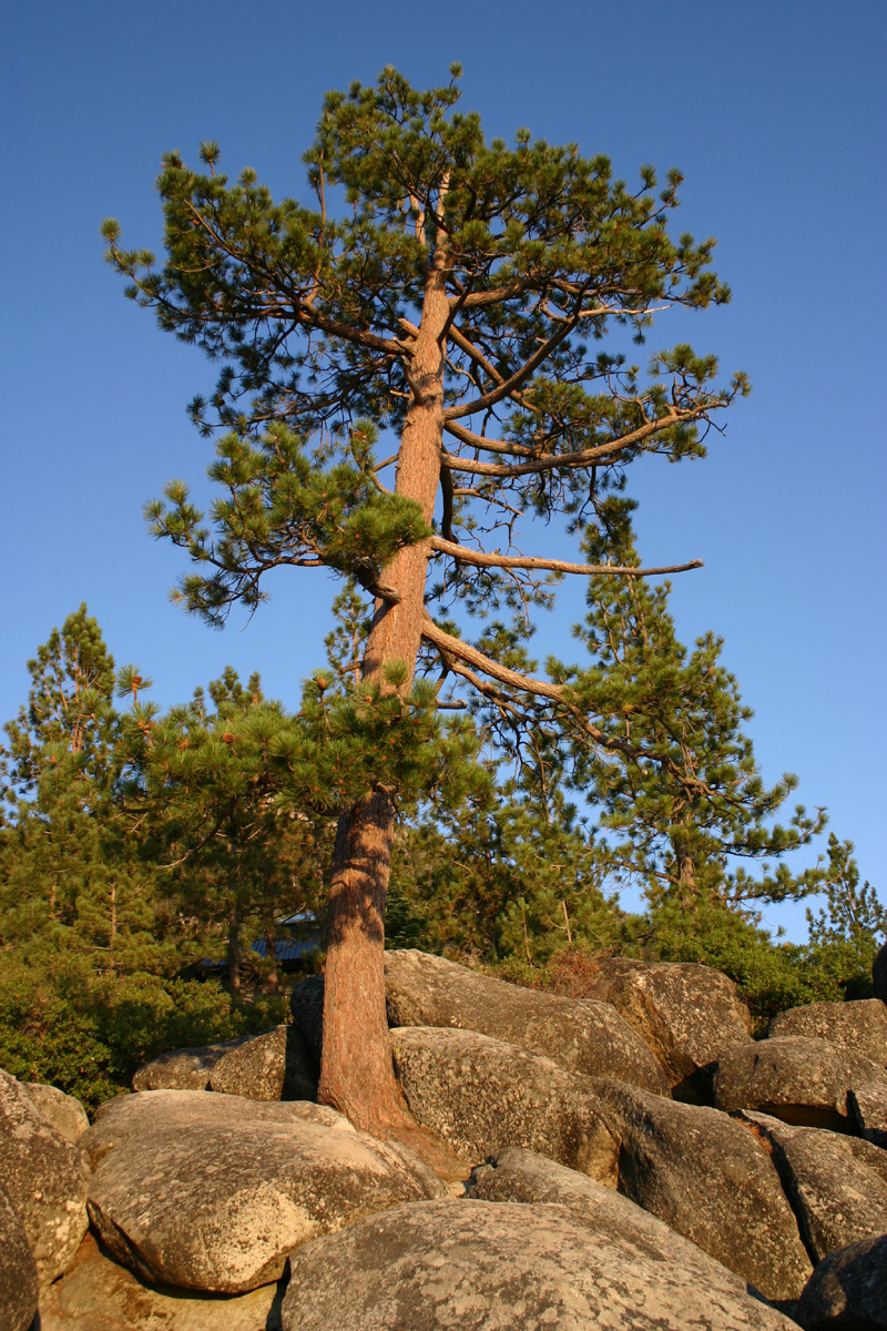Tree at Sunset.jpg