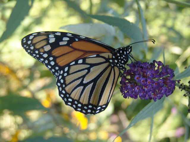 Monarch