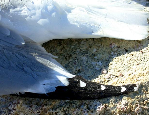 salton sea 45