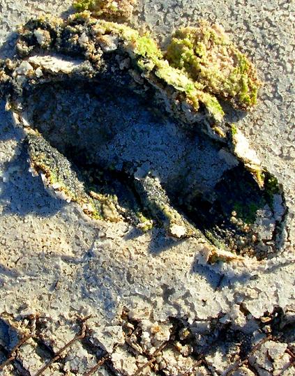 salton sea 55