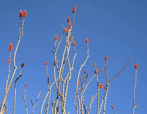 ocotillo, borrego springs, 2006