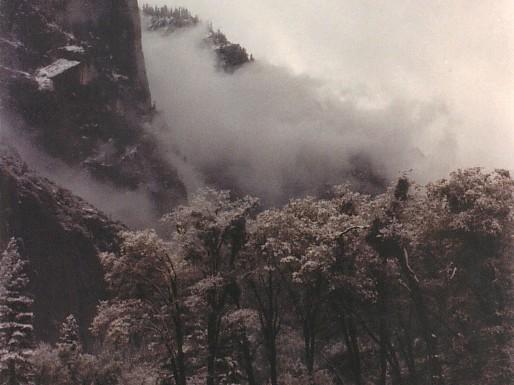 treeline,fog, yosemite,1986