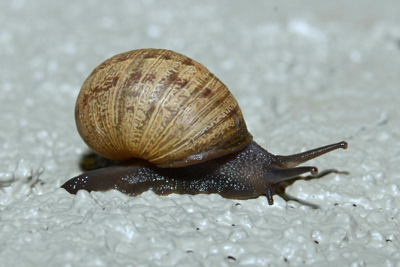 Large Snail - Santee