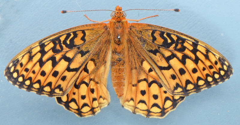  Callippe Fritillary - Speyeria callippe 