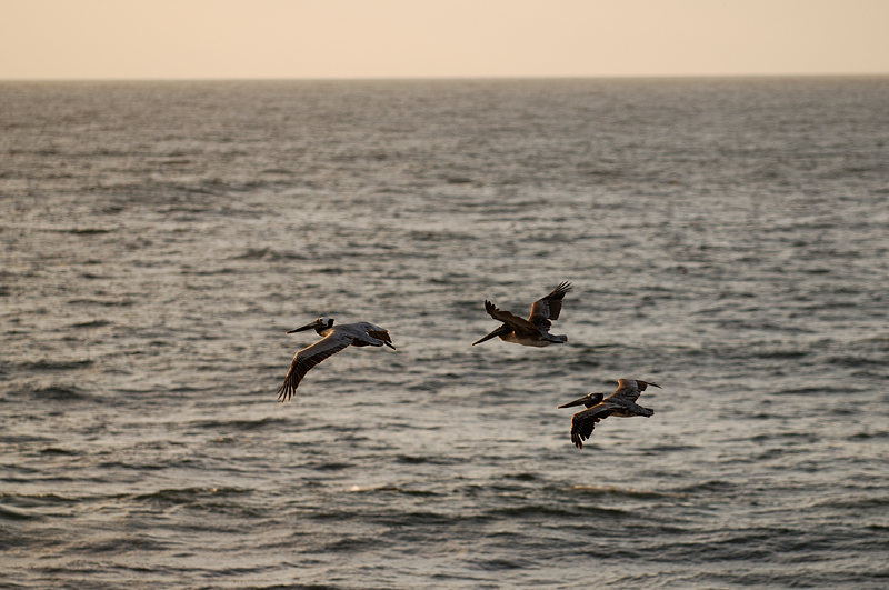 Three Pelicans