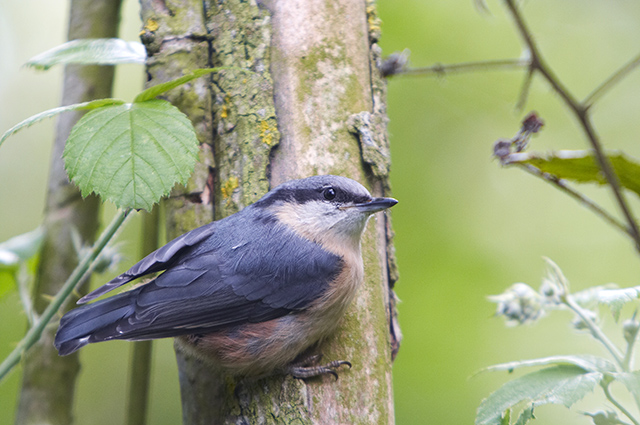 Sitta europaea