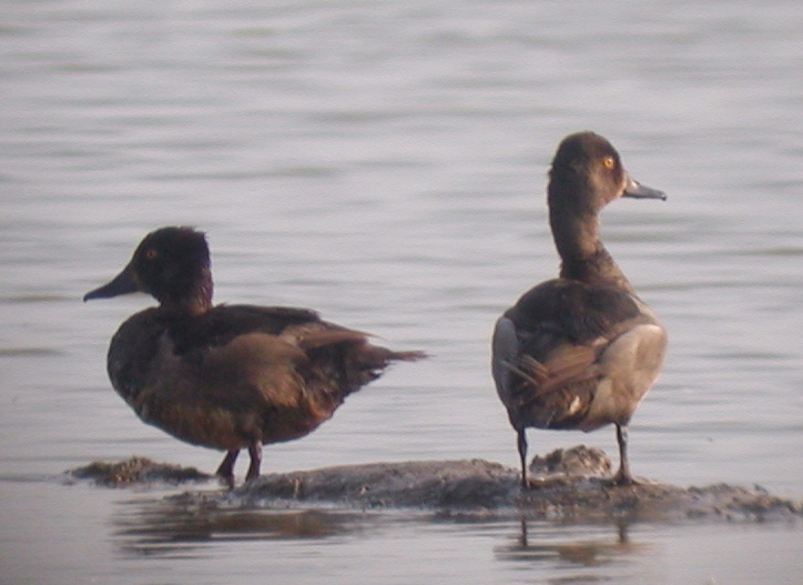 Ring-necked Ducks