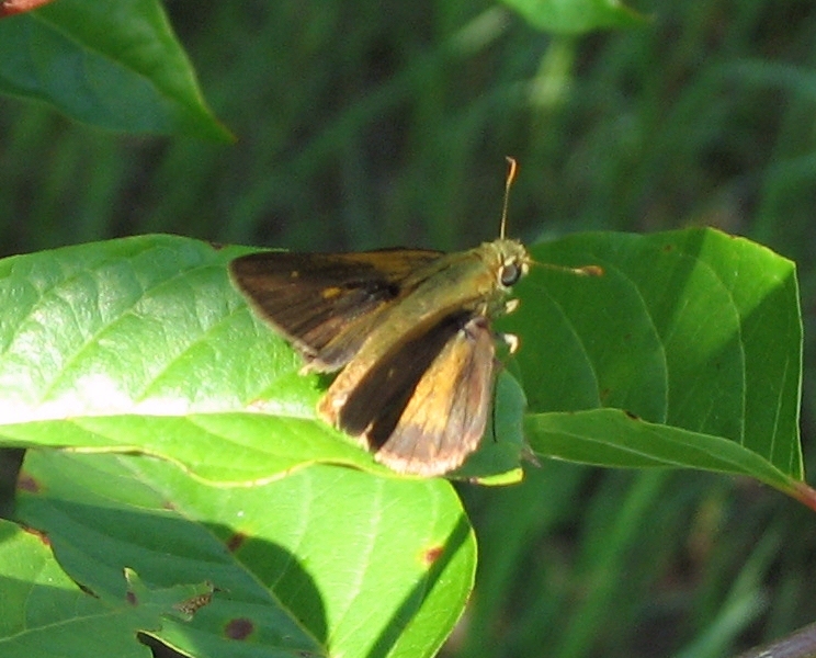 Crossline Skipper