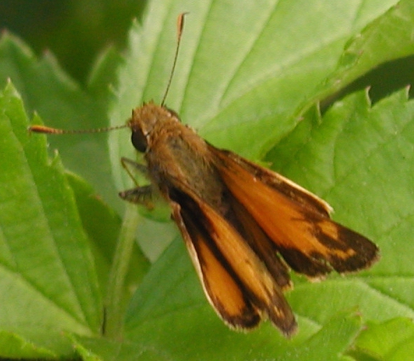 Zabulon Skipper male