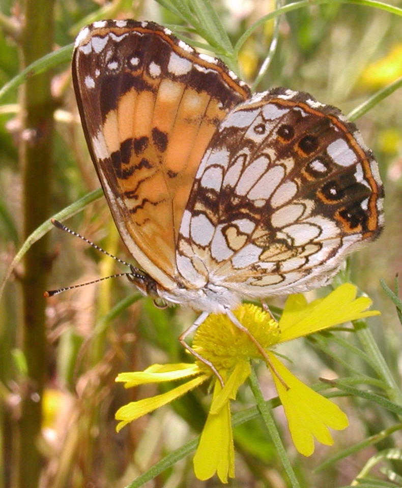 Silvery Checkerspot