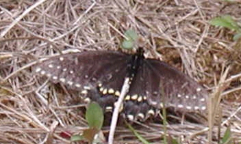 Black Swallowtail female