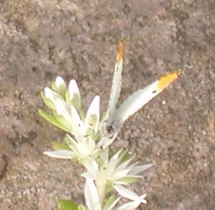 Falcate Orangetip male