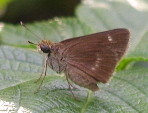 Little Glassywing