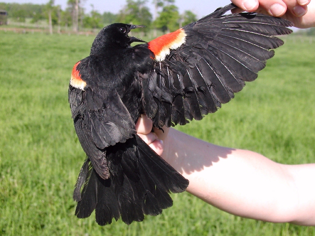 Red-winged Blackbird male