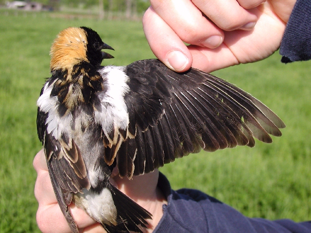 Bobolink male