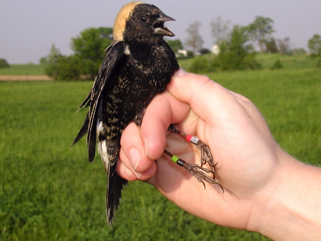 Bobolink male