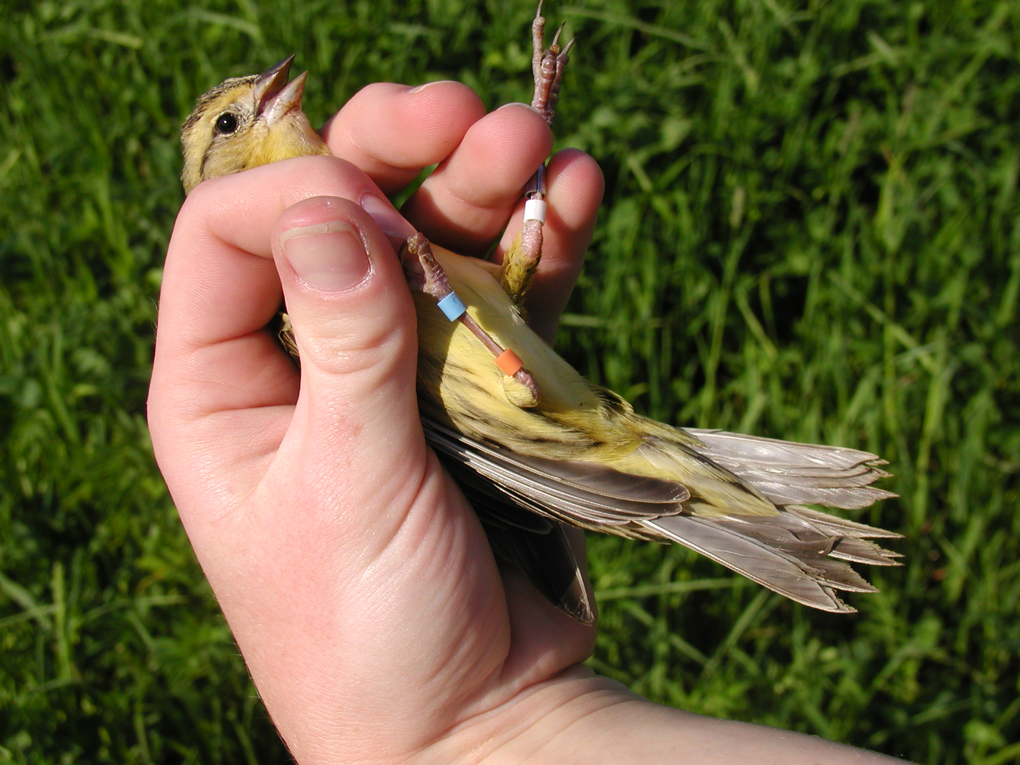 Bobolink female