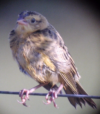 Bobolink juvenile