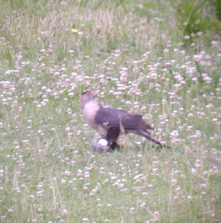 Cooper's Hawk