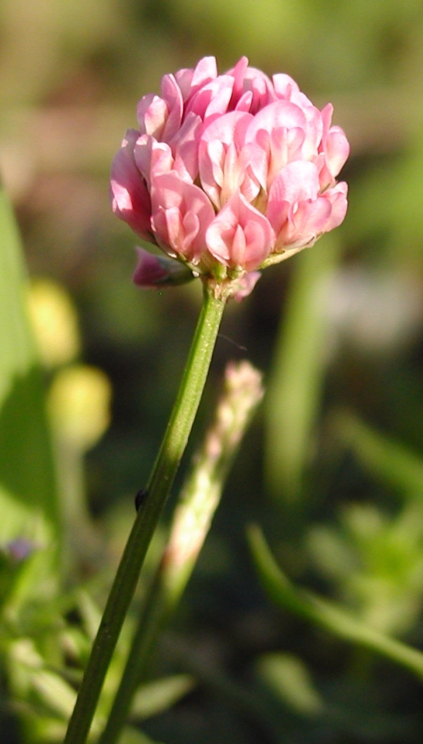 Trifolium repens (Pink Form)