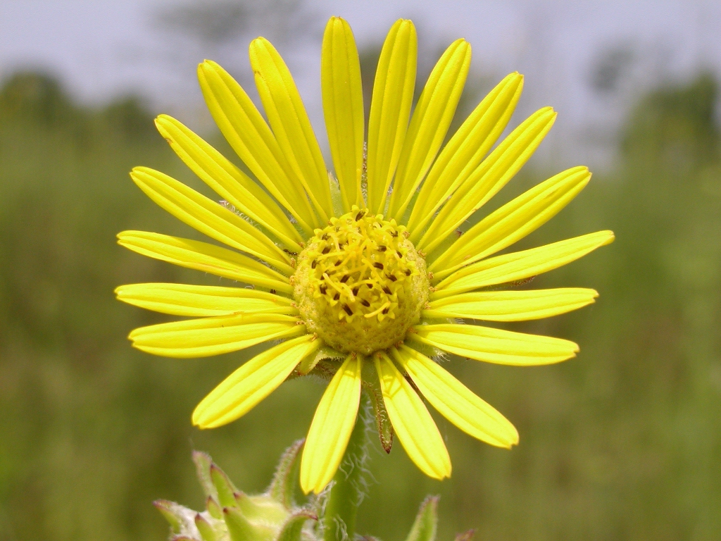 Silphium laciniatum