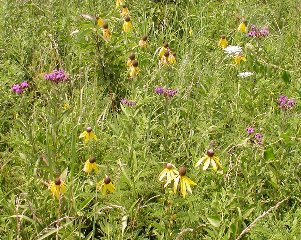 Ratibida pinnata