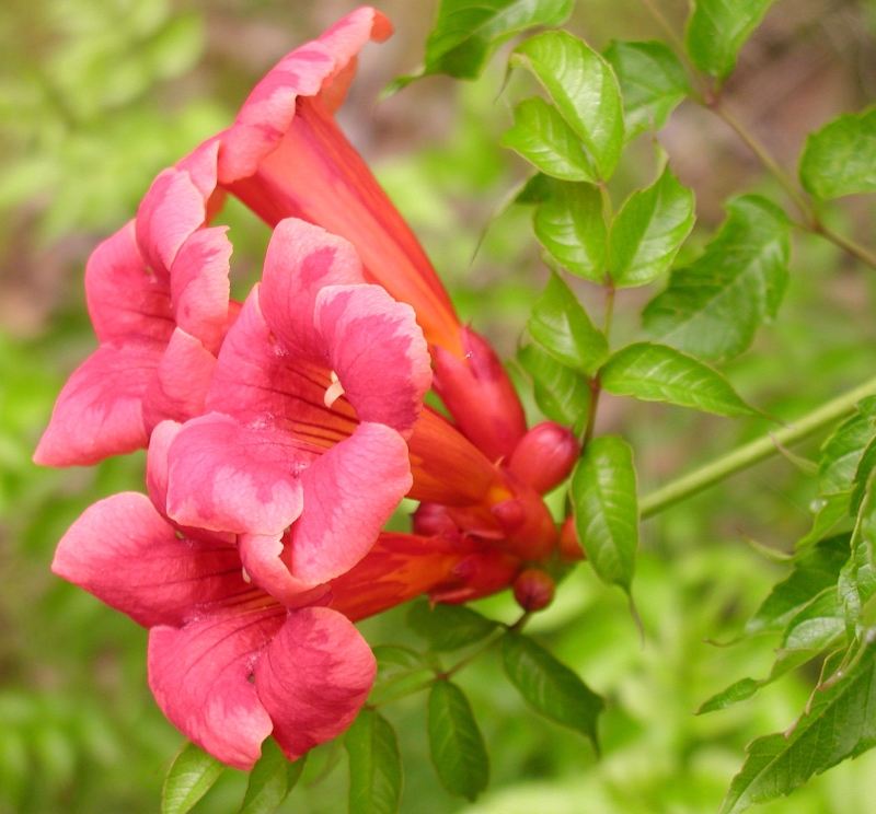 Campsis radicans