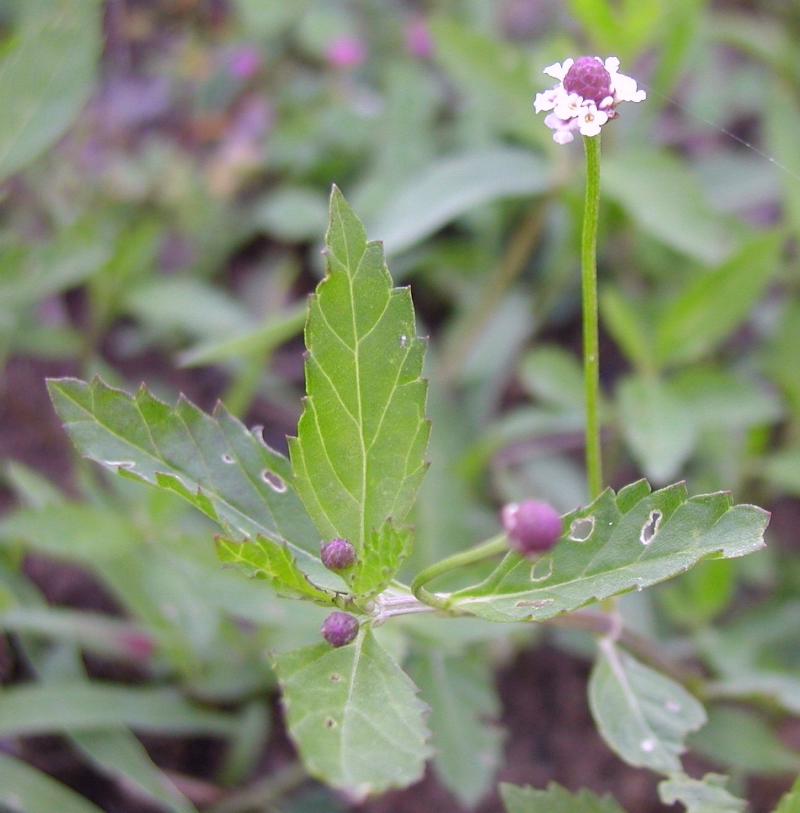 Phyla lanceolata