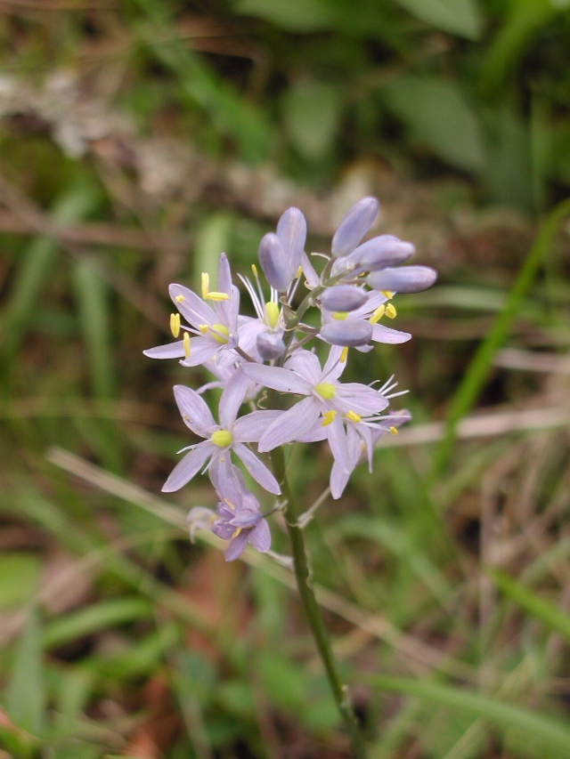 Camassia scilloides
