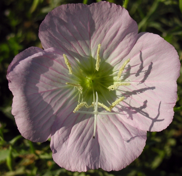 Oenothera speciosa