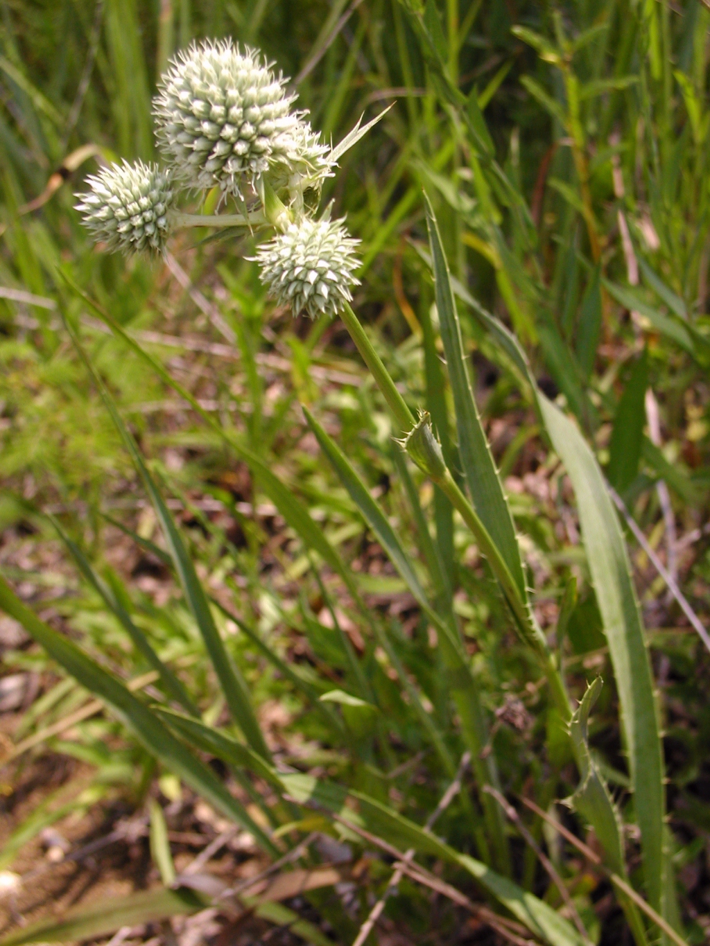 Eryngium yuccifolium