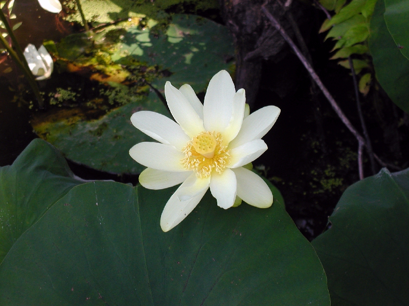 Nymphaea odorata