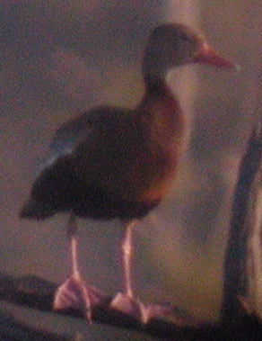 Black-bellied Whistling-Duck
